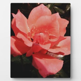 Rose und Tauchen Fotoplatte