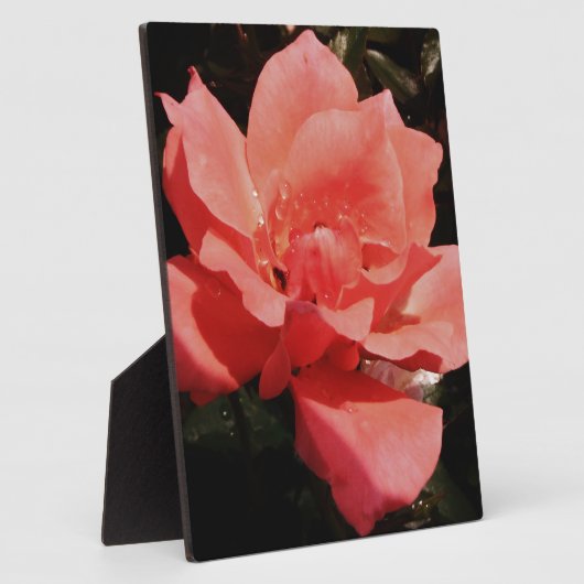 Rose und Tauchen Fotoplatte (Seite)