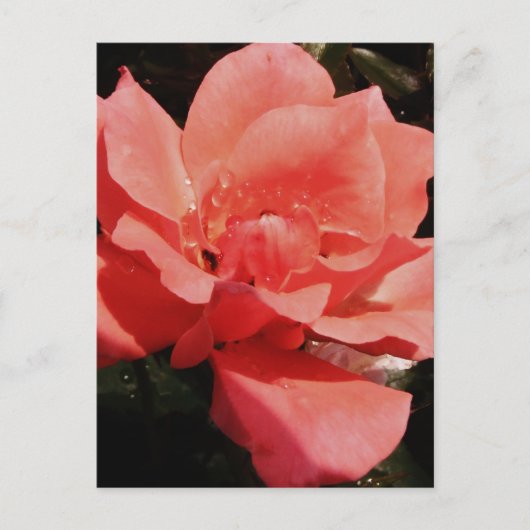 Rose und Tauchen Postkarte (Vorderseite)