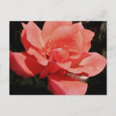 Rose und Tauchen Postkarte (Vorderseite)