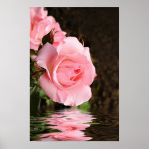 Rose und Wasser Poster