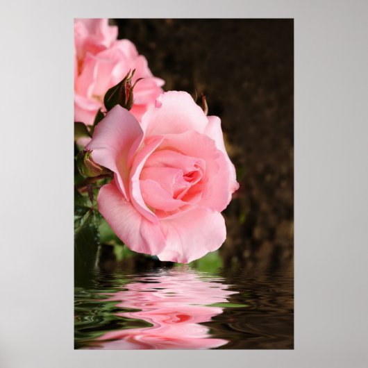 Rose und Wasser Poster (Vorne)