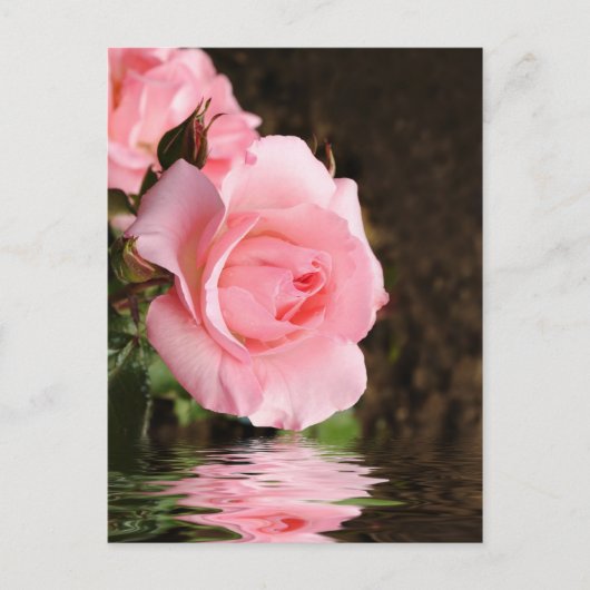 Rose und Wasser Postkarte (Vorderseite)