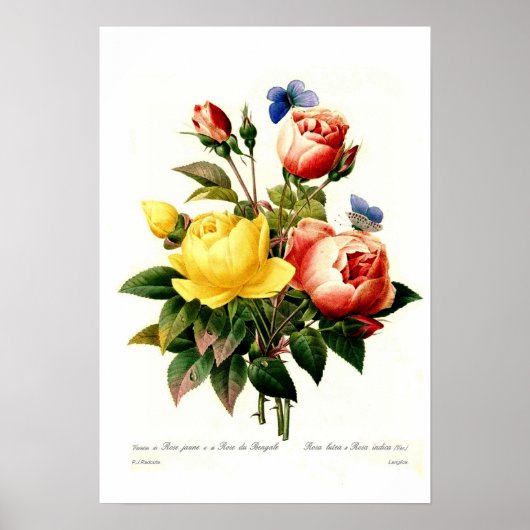 Rose von Pierre-Joseph Redouté Poster (Vorne)