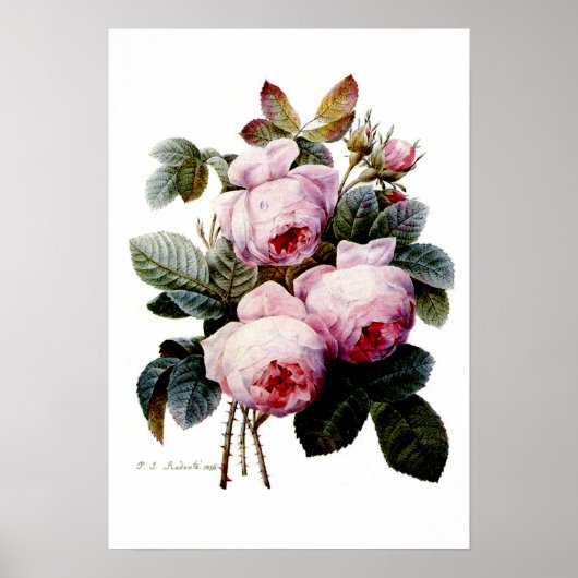 Rose von Redoute Poster (Vorne)
