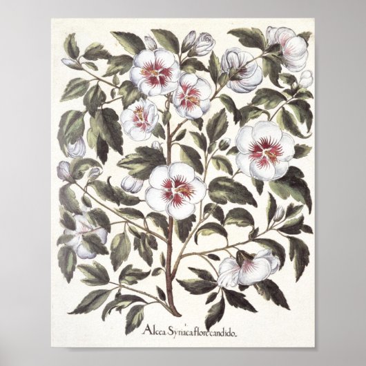 Rose von Scharon Poster (Vorne)