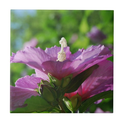 Rose von Sharon-Blumen Fliese (Vorderseite)