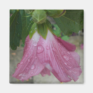 Rose von Sharon-Blumenblättern mit Magnet