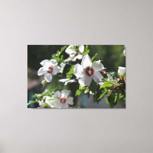 Rose von Sharon Canvas Print Leinwanddruck (Vorderseite)