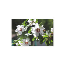 Rose von Sharon Canvas Print