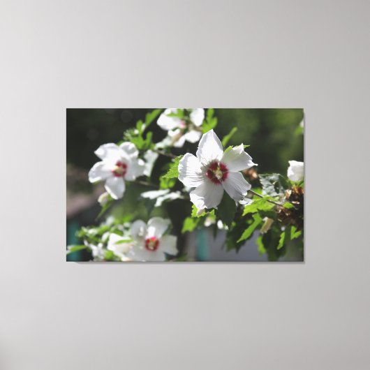 Rose von Sharon Canvas Print Leinwanddruck (Vorderseite)