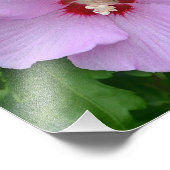 Rose von Sharon-Foto Fotodruck (Ecke)