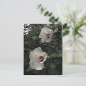 Rose von Sharon Postcard Postkarte (Stehend Vorderseite)