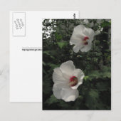 Rose von Sharon Postcard Postkarte (Vorne/Hinten)