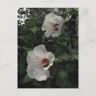 Rose von Sharon Postcard Postkarte