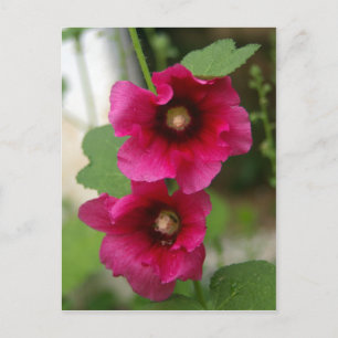 Rose von Sharon Postcard Postkarte