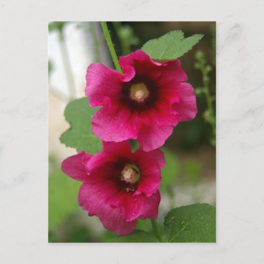 Rose von Sharon Postcard Postkarte (Vorderseite)