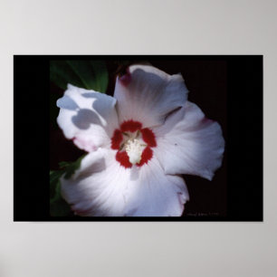Rose von Sharon Poster
