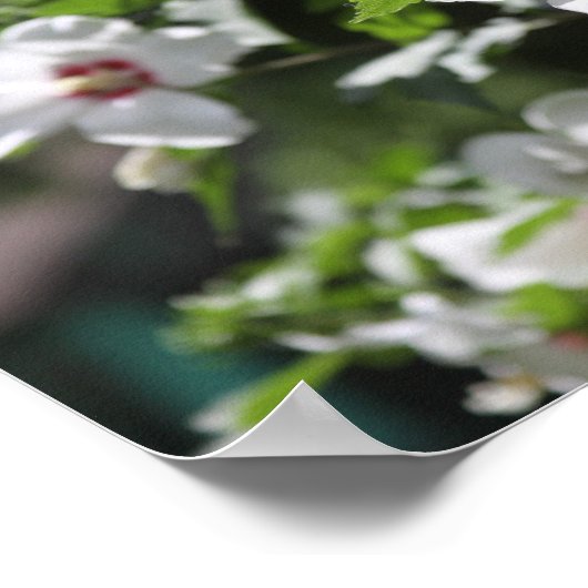 Rose von Sharon Posters Poster (Ecke)