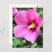 Rose von Sharon [Postkarte] Postkarte (Vorne/Hinten)