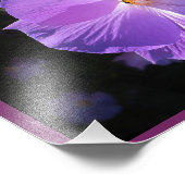 Rose von Sharon Print Fotodruck (Ecke)