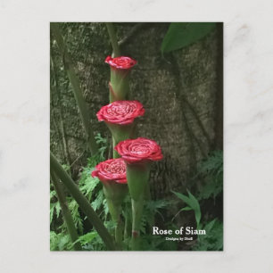 Rose von Siam Postkarte