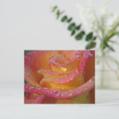 Rose Wasser Postkarte (Stehend Vorderseite)