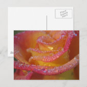 Rose Wasser Postkarte (Vorne/Hinten)