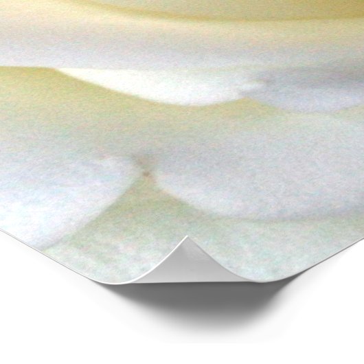 Rose White Poster (Ecke)