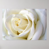 Rose White Poster (Vorne)
