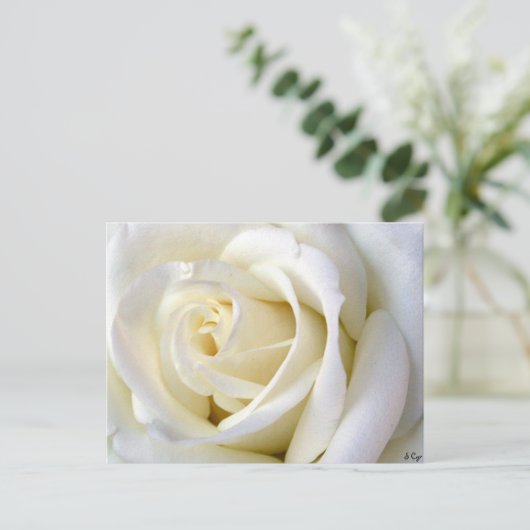Rose White Postkarte (Stehend Vorderseite)