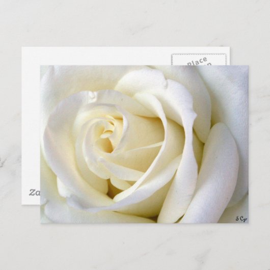 Rose White Postkarte (Vorne/Hinten)