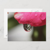 Rose with a view postkarte (Vorne/Hinten)