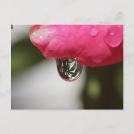 Rose with a view postkarte