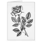 ROSE ZEICHN 2 (Vorne)