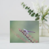 Roseat Skimmer Dragonfly Postkarte (Stehend Vorderseite)