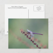 Roseat Skimmer Dragonfly Postkarte (Vorne/Hinten)