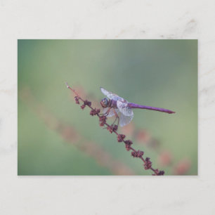 Roseat Skimmer Dragonfly Postkarte