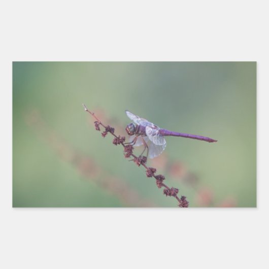 Roseat Skimmer Dragonfly Rechteckiger Aufkleber (Vorderseite)
