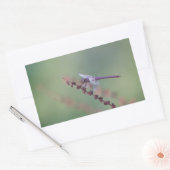 Roseat Skimmer Dragonfly Rechteckiger Aufkleber (Umschlag)