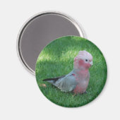 Roseate Cockatoo Magnet (Vorderseite/Rückseite)