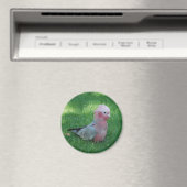 Roseate Cockatoo Magnet (In Situ (Geschirrspüler))