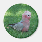Roseate Cockatoo Magnet (Vorne)