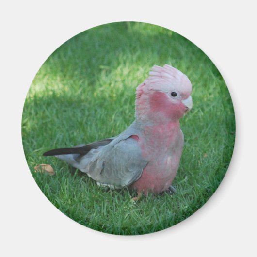 Roseate Cockatoo Magnet (Vorne)