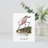 Roseate Löffelstiel Malerei Klein Postkarte (Stehend Vorderseite)