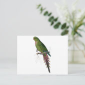 Roseate Parrakeet von Edward Lear Postkarte (Stehend Vorderseite)