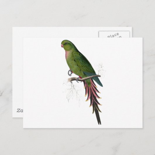 Roseate Parrakeet von Edward Lear Postkarte (Vorne/Hinten)