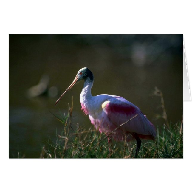 Roseate Spoonbill (Vorderseite (Horizontal))