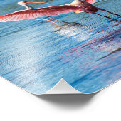 Roseate Spoonbill 10 x 8 Kodak Pro Foto (Ecke)