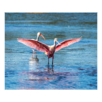 Roseate Spoonbill 48 x 40 Kodak Pro Foto